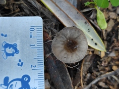 Pluteus
