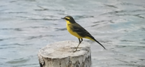 Lavandera de Chukotka (Motacilla tschutschensis)