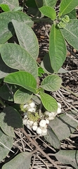 Tournefortia pubescens