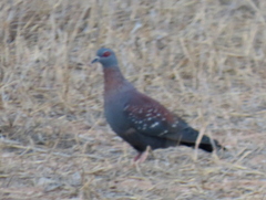 Columba guinea phaeonota