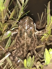 Rhinella bergi