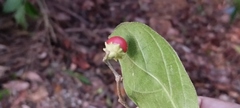 Lycianthes lenta