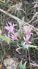 Colchicum stevenii