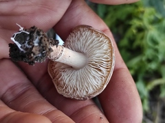 Lepiota