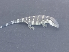 Varanus albigularis albigularis