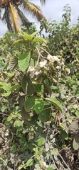 Tournefortia pubescens