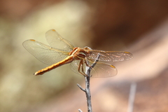 Orthetrum caffrum