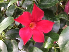 Mandevilla sanderi