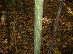 Acer pensylvanicum