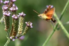Macroglossum trochilus