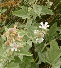 Althaea officinalis
