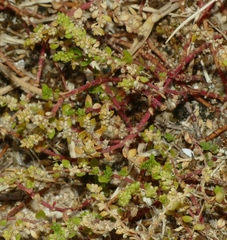 Herniaria hirsuta