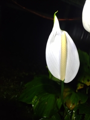 Spathiphyllum