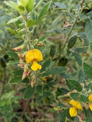 Crotalaria juncea