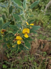 Crotalaria juncea
