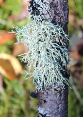 Evernia