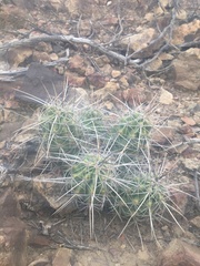 Echinocereus enneacanthus enneacanthus