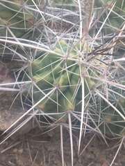 Echinocereus enneacanthus enneacanthus