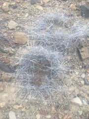 Bouteloua trifida
