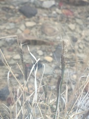 Bouteloua trifida