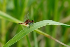 Erythrodiplax fervida