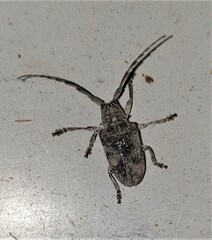 Crossotus stypticus