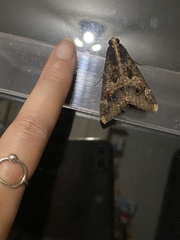 Sphingomorpha chlorea