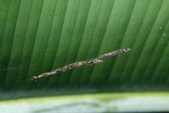 Cyclosa