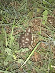 Rhinella arenarum