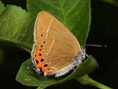 Satyrium pruni