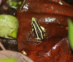 Epipedobates anthonyi