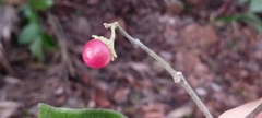 Lycianthes lenta