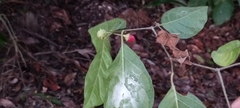 Lycianthes lenta