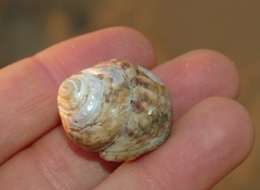 Gibbula magus