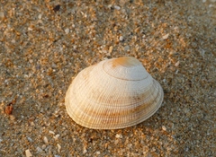 Ruditapes decussatus