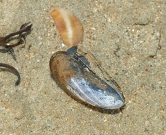 Mytilus edulis