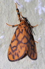 Tumicla sagenaria