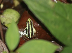 Epipedobates anthonyi