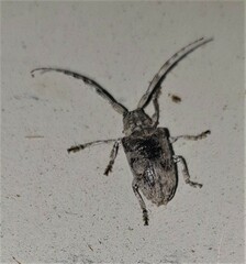 Crossotus stypticus