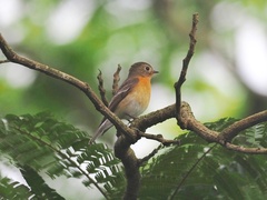 Ficedula mugimaki