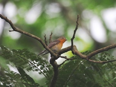 Ficedula mugimaki
