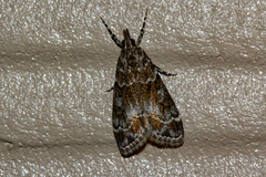Eudonia mercurella