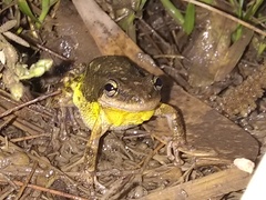 Scinax nasicus