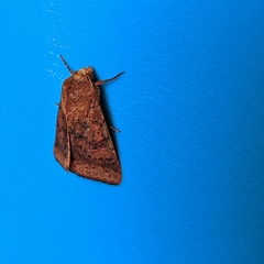 Australothis rubrescens