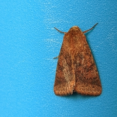 Australothis rubrescens