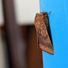 Australothis rubrescens