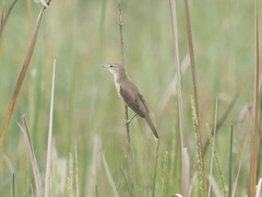 Acrocephalus orientalis