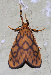 Tumicla sagenaria