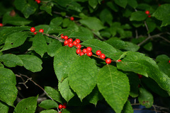 Ilex verticillata