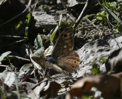 Lasiommata schakra